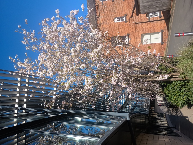 Blossom tree in front of the Marjorie and Arnold Ziff building at the University of Leeds