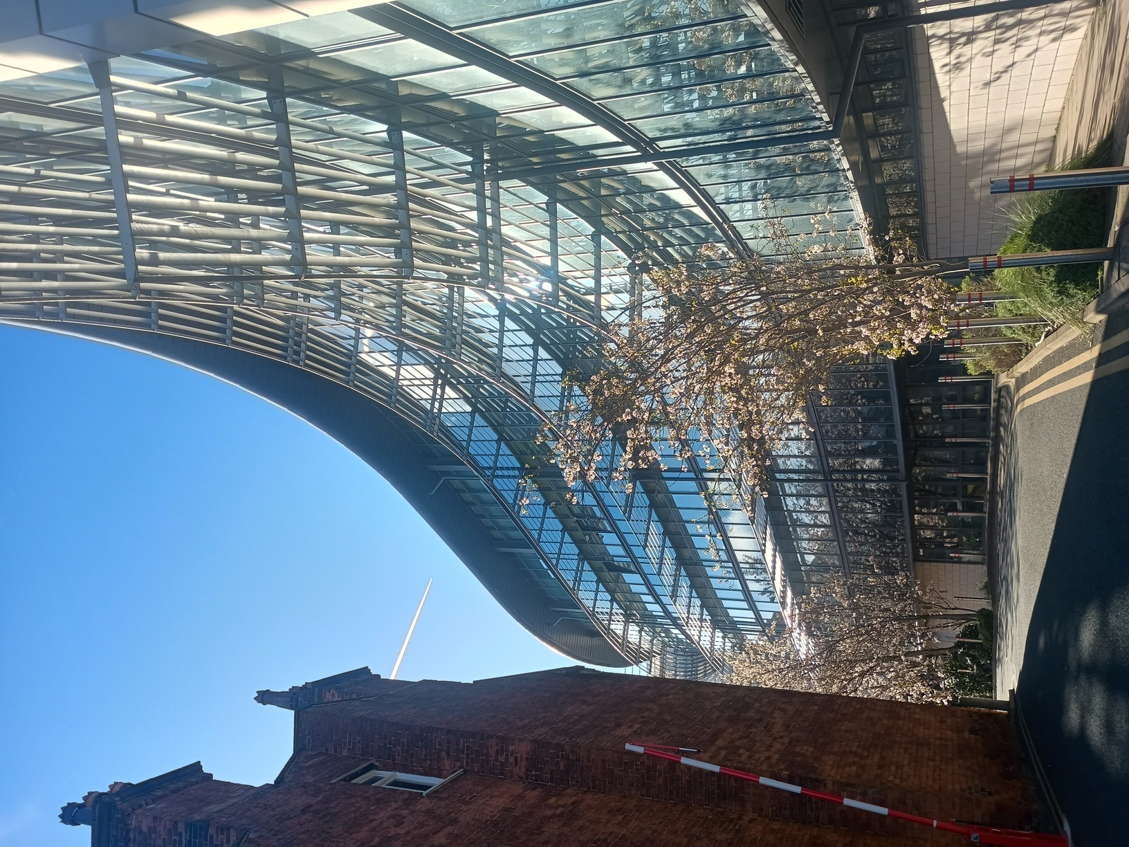 Another blossom tree in front of the Marjorie and Arnold Ziff building at the University of Leeds